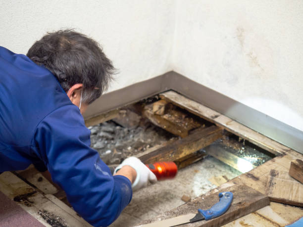 Best Kitchen Mold Remediation in Brooktrails, CA