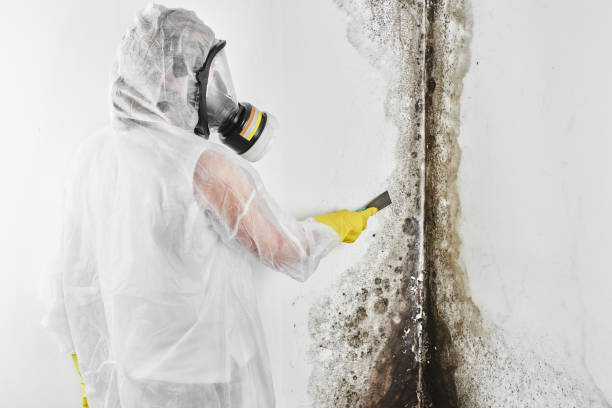 Best Industrial Mold Remediation in Brooktrails, CA