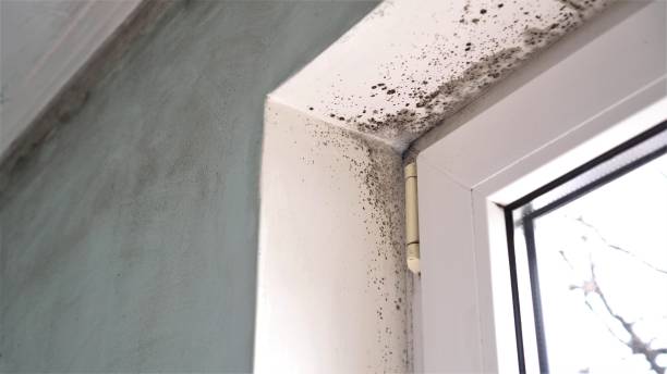 Best Commercial Mold Remediation in Brooktrails, CA