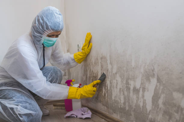 Professional Mold Remediation in Brooktrails, CA