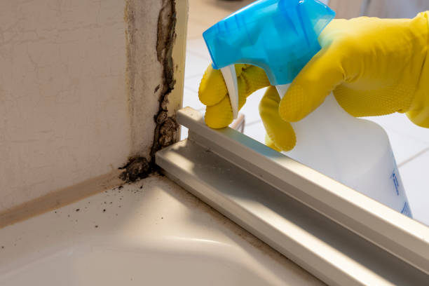 Best Attic Mold Remediation in Brooktrails, CA