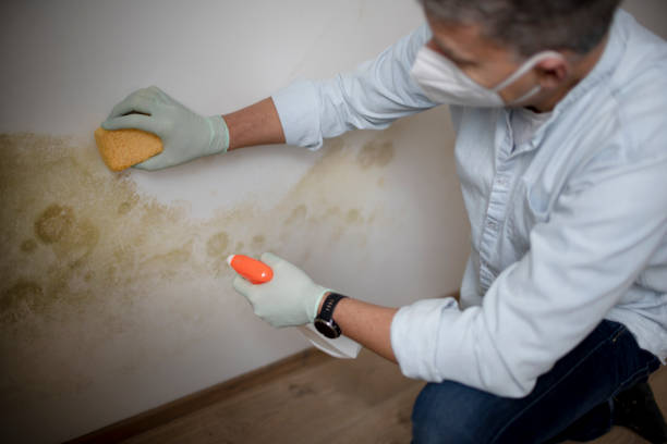 Best Emergency Mold Remediation in Brooktrails, CA