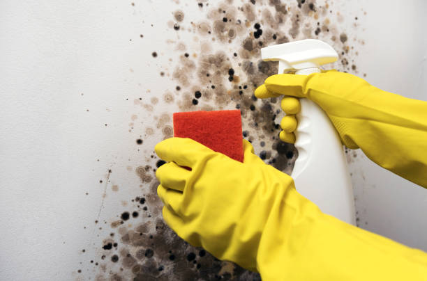 Best Black Mold Remediation in Brooktrails, CA