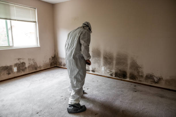 Best DIY Mold Remediation Support Services in Brooktrails, CA