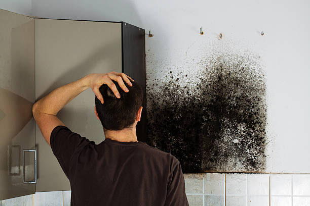 Best Residential Mold Remediation in Brooktrails, CA