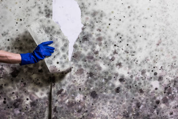 Best Post-Flood Mold Remediation in Brooktrails, CA